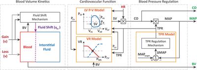 Practical Use of Regularization in Individualizing a Mathematical Model of Cardiovascular Hemodynamics Using Scarce Data